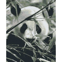 Panda 836026
